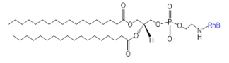 DSPE-Rhodamine B/DSPE-RhB