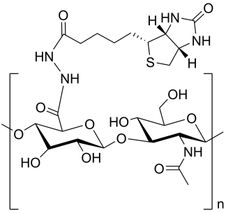 Hyaluronic acid-biotin structure