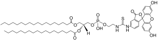 DSPE-FITC fluorescent lipid structure